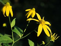 Yellow Blooming Flowers And Stem Fine Art Print