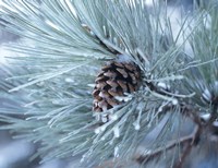 Frosted Pine Cone And Pine Needles III Fine Art Print