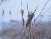 Frosted Cattails I Fine Art Print
