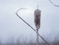 Frosted Cattails II Fine Art Print