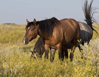 Horses Grazing In Yellow And White Field I Fine Art Print