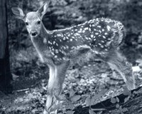 Fawn 2 Fine Art Print