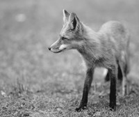Fox In Field Black And White II Fine Art Print