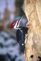 Woodpecker On Bark Fine Art Print