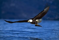 Soaring Eagle Over Blue Sea Fine Art Print