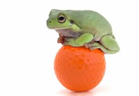 Green Frog Orange Golf Ball I Fine Art Print
