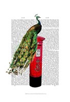 Peacock on Postbox Framed Print