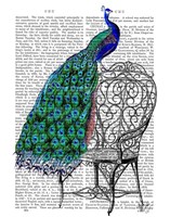 Peacock on Chair Fine Art Print