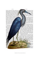 Blue Heron 2 Fine Art Print