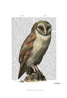 Barn Owl Fine Art Print