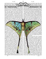 Butterfly 1 Framed Print