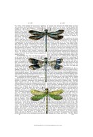 Dragonflies Print 2 Framed Print