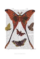 Moth Plate 1 Fine Art Print