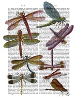 Dragonfly Print 3 Framed Print