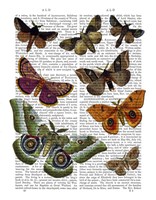 Moth Plate 2 Framed Print