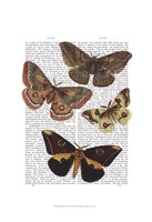 Moth Plate 3 Framed Print