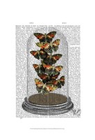 Multicoloured Butterflies in Bell Jar Framed Print