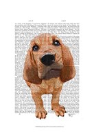 Bloodhound Puppy Fine Art Print