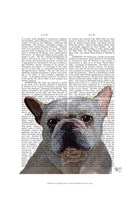 White French Bulldog Plain Fine Art Print