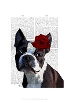 Boston Terrier with Rose on Head Framed Print