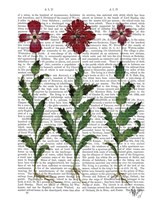 Italian Carnation 1 Framed Print