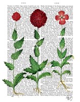 Italian Carnation 2 Framed Print
