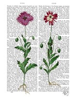 Italian Carnation 3 Framed Print