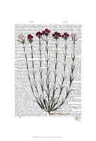 Italian Carnation 4 Framed Print