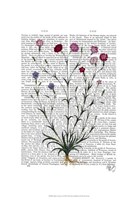 Italian Carnation 5 Framed Print
