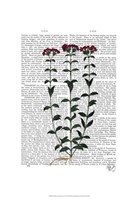 Italian Carnation 6 Framed Print