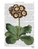 Primula Auricula Red Framed Print