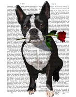 Boston Terrier with Rose in Mouth Fine Art Print