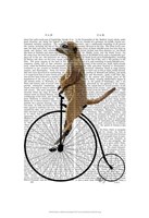 Meerkat on Black Penny Farthing Framed Print