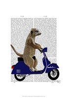 Meerkat on Dark Blue Moped Framed Print