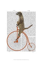 Meerkat on Orange Penny Farthing Framed Print