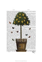 Lemon Tree Framed Print