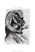 Bighorn Sheep In Suit Framed Print