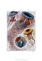 Sea Anemone Fine Art Print