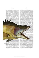 Great Hog Fish Framed Print