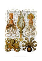 Octopus and squid Fine Art Print