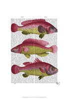 Red and Yellow Fantasy Fish Trio Framed Print