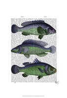 Blue and Green Fish Trio Framed Print