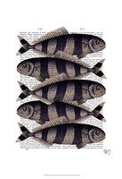 Five Striped Fish Framed Print