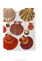 Red Clam Shells Fine Art Print