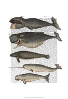 Five Vintage Whales Fine Art Print