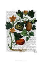 Squash Vine 1 Fine Art Print