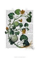 Squash Vine 2 Framed Print