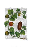 Squash Vine 3 Framed Print