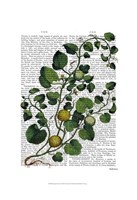 Squash Vine 4 Framed Print