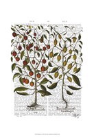 Peppers 1 Framed Print